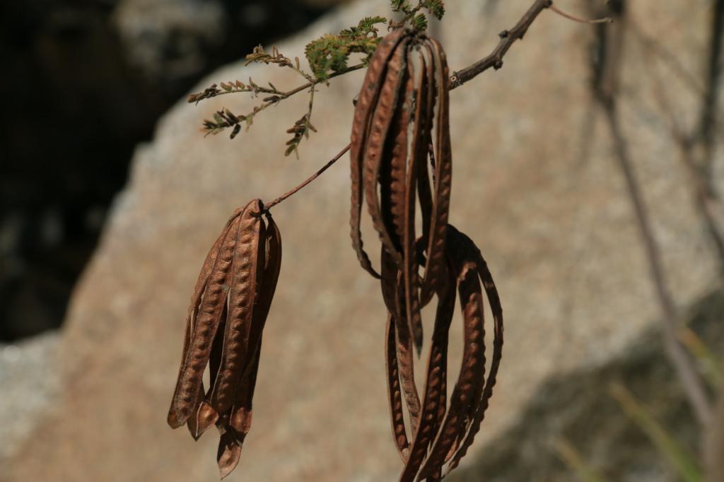 Mimosa pods